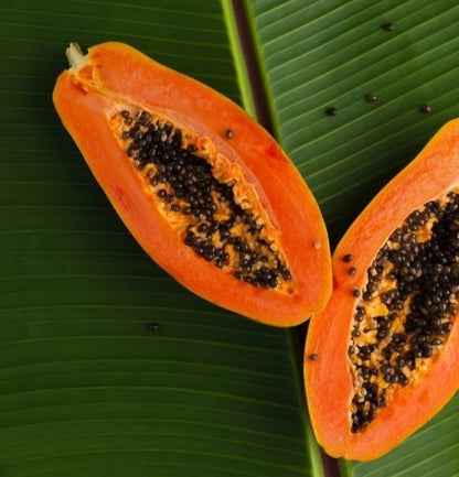 Papaya Seeds var. Carisya (Carica papaya) – Premium Red Pawpaw Exotic Fruit Tree Seeds for Planting (150 Pcs)