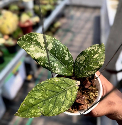 Hoya SP Aceh Bara Rare Wax Plant | Tropical Indoor Outdoor Houseplant | Exotic Collector Hoya