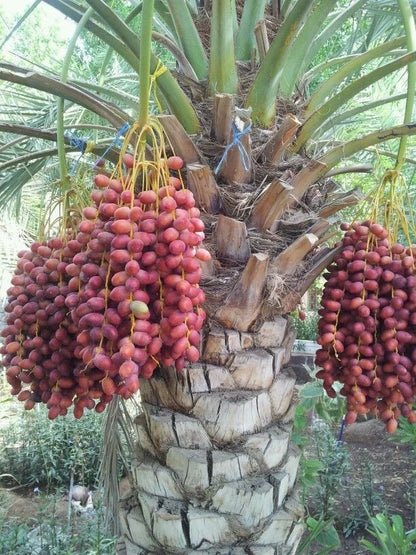 Khadrawy Date Palm Seeds (Phoenix dactylifera) – 35+ Premium Sweet Date Seeds