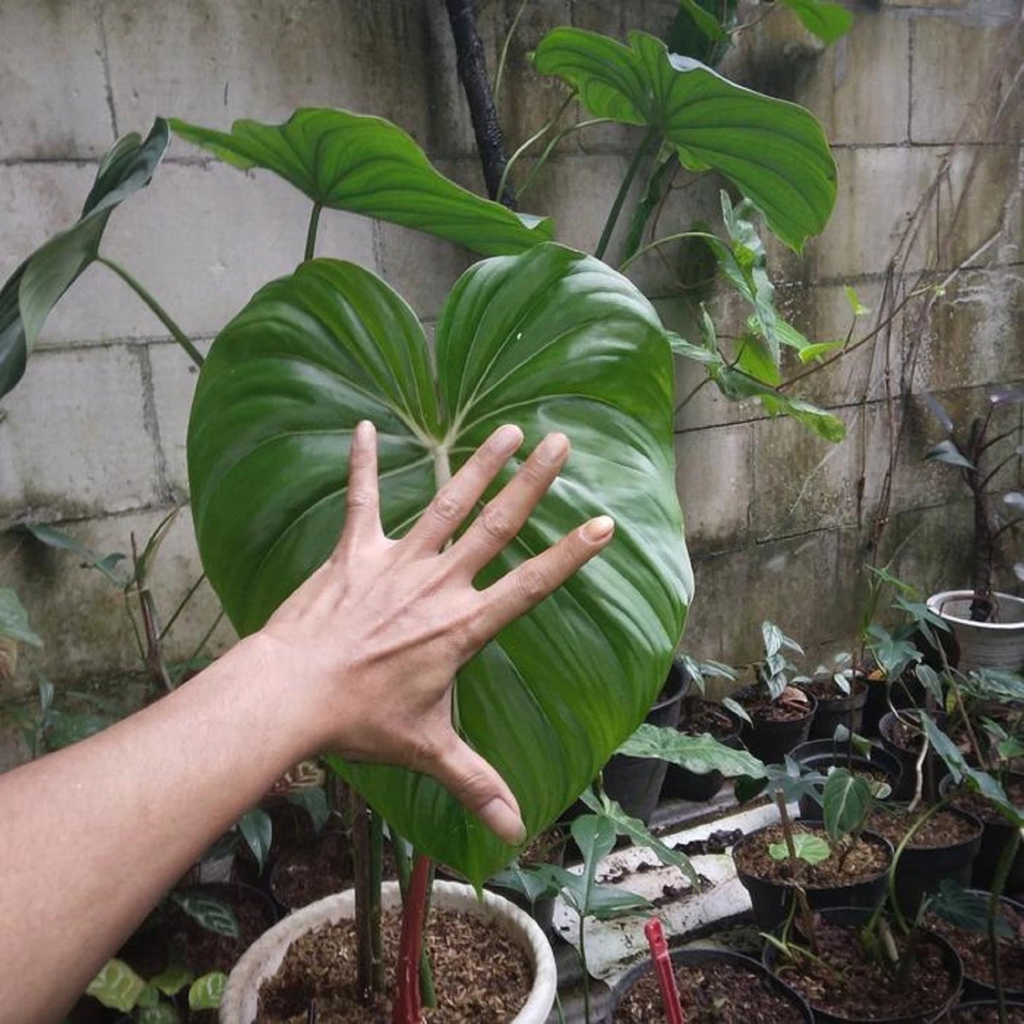 Philodendron 'McDowell' - Rare Tropical Large-Leaf Aroid