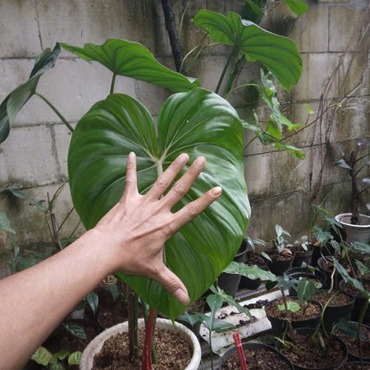 Philodendron 'McDowell' - Rare Tropical Large-Leaf Aroid