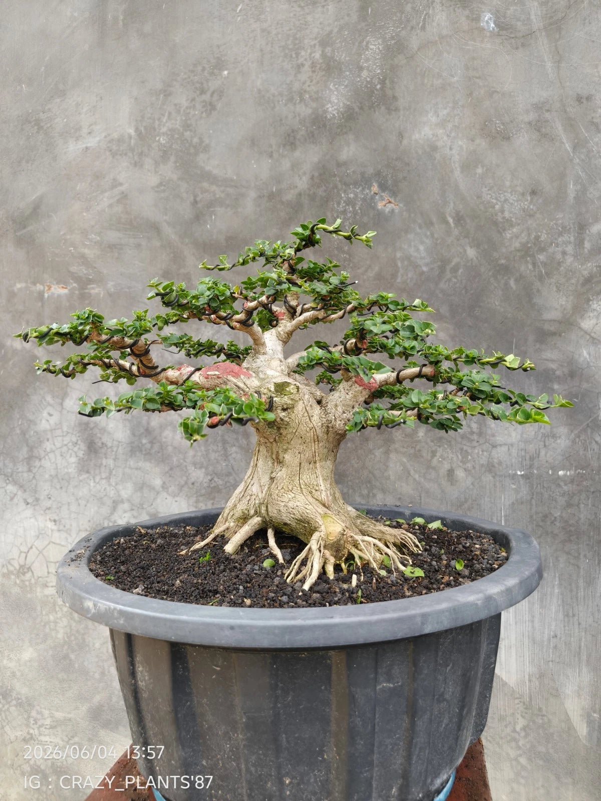 Premna Microphylla Bonsai Tree - Medium Size Rare Exclusive Specimen