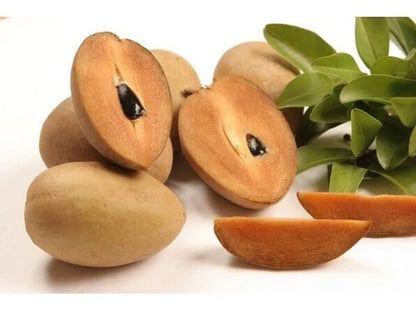Premium Sapodilla Seeds var. Brown Sugar (Manilkara zapota 'Brown Sugar') – Sweet Chico Zapote Fruit Seeds for Planting (35 Pcs)