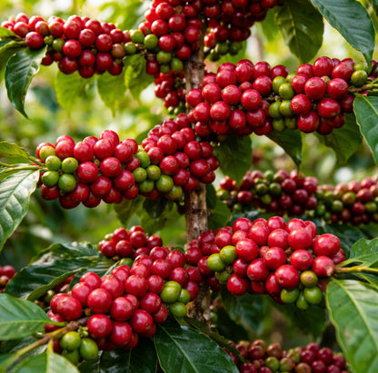 Premium Bourbon Coffee Seeds (Coffea arabica 'Bourbon') – 120+ Fresh High-Viability Heirloom French Mission Coffee Seeds