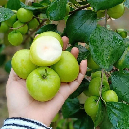Green Putsa Apple Seeds 120+ pcs (Ziziphus mauritiana) – Premium Certified Indian Jujube Sweet Fruit Tree Plant Seeds for Planting