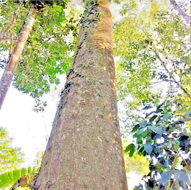 100++ Red Albizia Sengon Seeds (Albizia chinensis var. Smithiana / Chinese Albizia / Silk Tree) – Premium Fast-Growing Timber & Forestry Tree Seeds for Planting