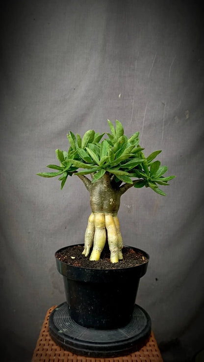 Adenium 'Golden Root' Bonsai - Premium Tropical Desert Rose