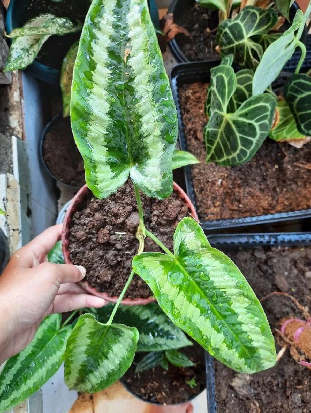 Homalomena 'Andromeda' Variegated – Rare Tropical Aroid