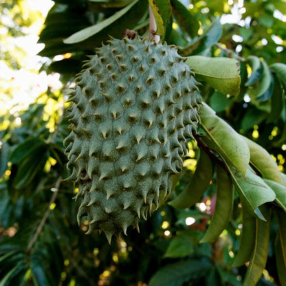 Bulk Tainung Soursop Seeds (Annona muricata 'Tainung') – 100+ Premium Fresh Rare Sweet Guanabana Seeds for Planting