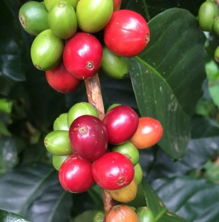 Kalosi Enrekang Coffee (Coffea sp.) – 120+ Premium Seeds