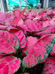 Aglaonema 'Hello Kitty' - Rare & Vibrant Pink Tropical Houseplan