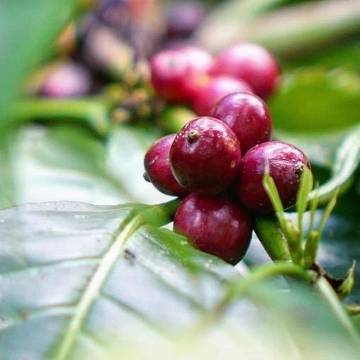 SL28 Coffee Seeds (Coffea arabica var. SL28) – Premium Certified High-Yield Kenyan Gourmet Arabica Coffee Bean Plant Seeds for Planting (2,000+ Pcs)