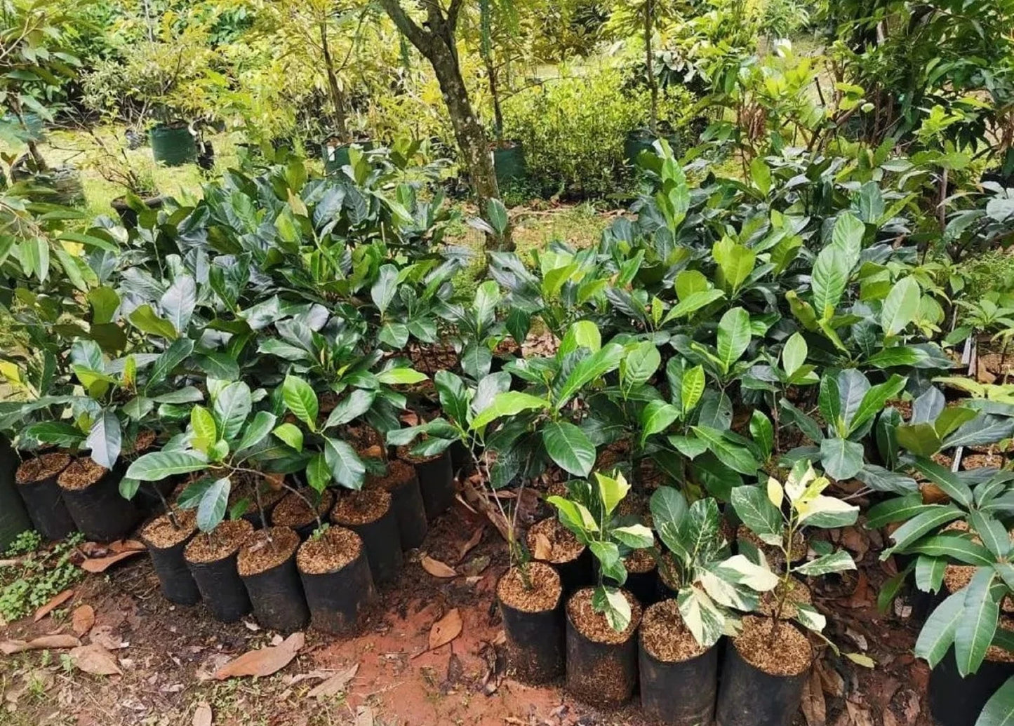 King Cempedak - Premium Grafted Exotic Fruit Tree
