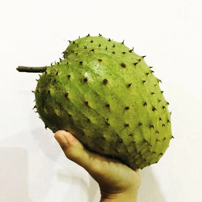 Carsiflora Soursop Seeds (Annona muricata) – Premium Certified High-Yield Guanabana Graviola Fruit Tree Plant Seeds for Planting (100 Pcs)