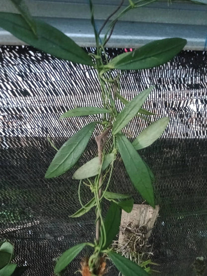 Dischidia acutifolia – Rare Exotic Tropical Epiphyte
