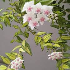 Hoya Bella Luis Bois Wax Plant | Tropical Indoor Outdoor Hoya | Live Flowering Houseplant