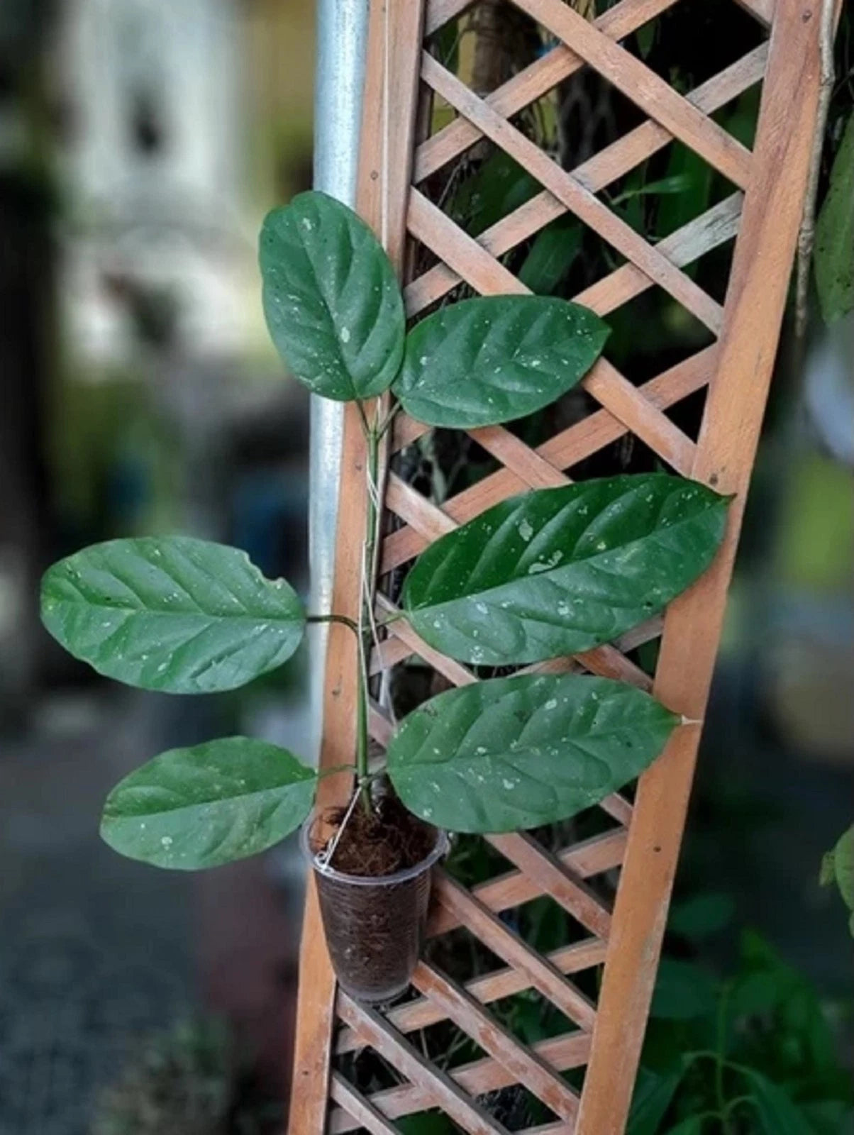 Hoya lasiantha - Rare Exotic Tropical Wax Plant