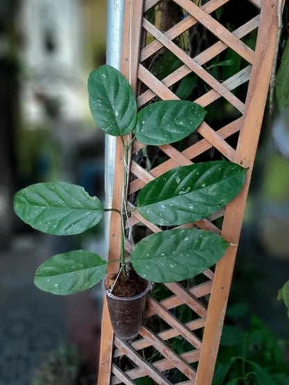 Hoya lasiantha - Rare Exotic Tropical Wax Plant