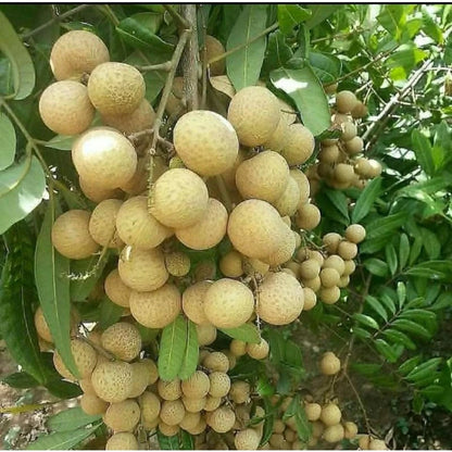 Grafted Matalada Longan (Lengkeng Matalada) Seedling – Fast-Fruiting Tropical Masterpiece
