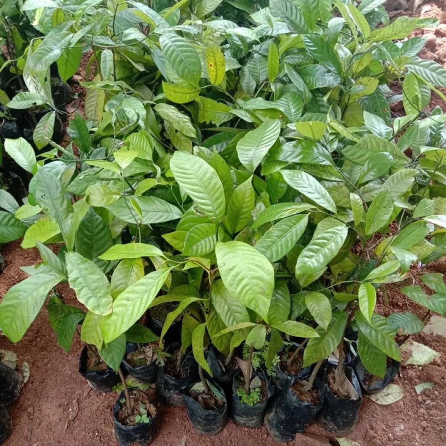 Nutmeg Grafted - Premium Myristica Fragrans Tropical Spice Tree