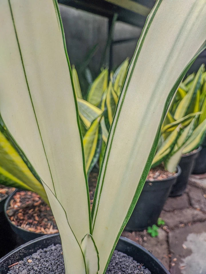 Sansevieria Beauty Queen Rare Snake Plant | Tropical Indoor Houseplant | Collector Sansevieria