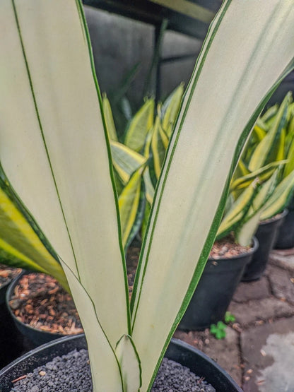 Sansevieria Beauty Queen Rare Snake Plant | Tropical Indoor Houseplant | Collector Sansevieria