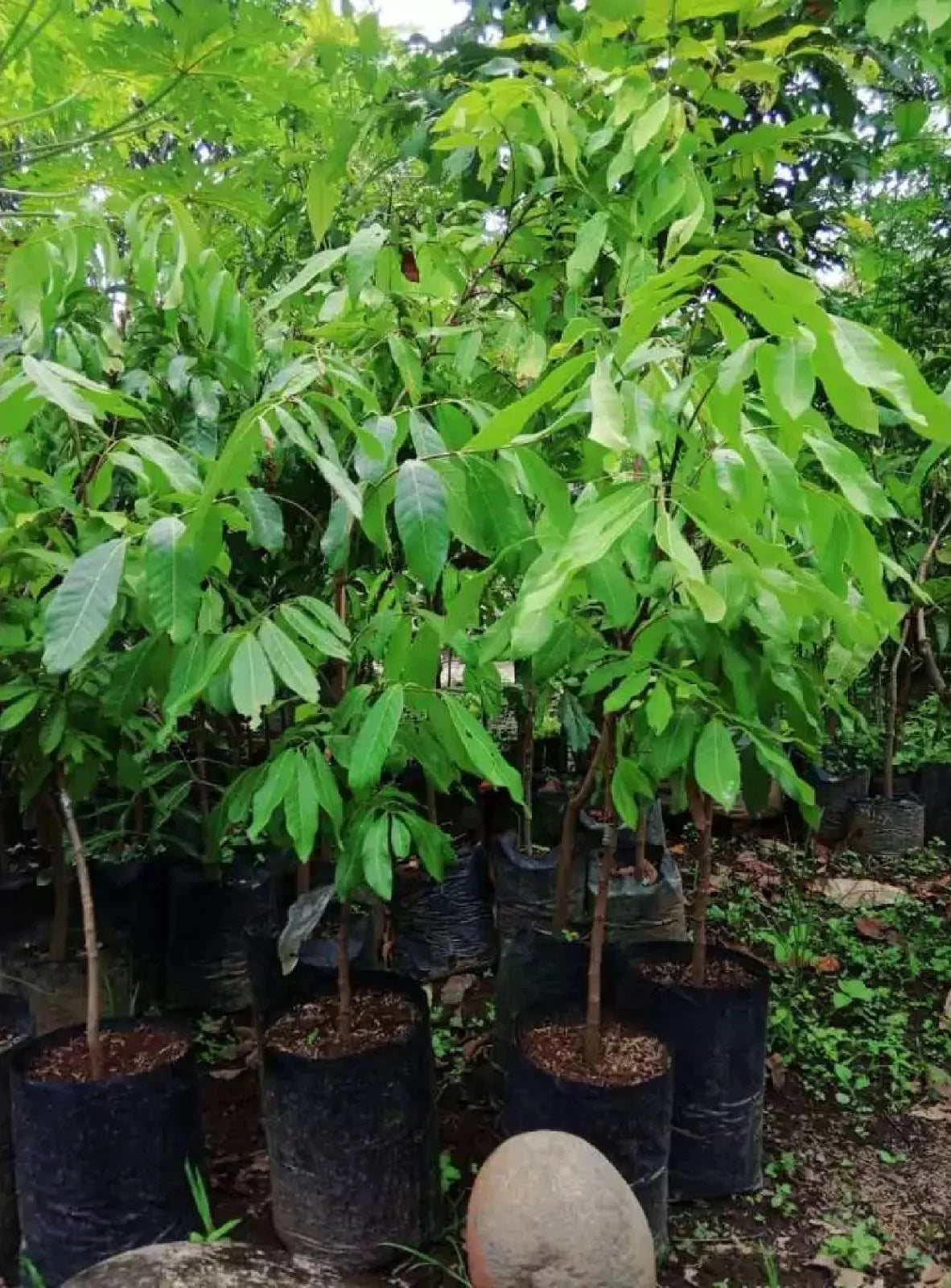 Grafted Puangray Longan Fruit Tree - Sweet Tropical Longan