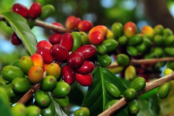 RAB C15 Coffee Seeds (Coffea arabica / robusta hybrid selection) – Rare Specialty Coffee Beans for Planting and Cultivation
