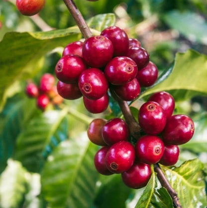Bourbon Mayaguez (BMJ) Coffee Seeds (Coffea arabica) – 120+ Premium Coffee Beans
