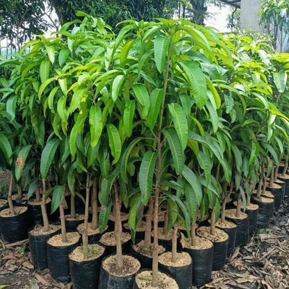 Premium Grafted Golek Mango Seedling - Fast Fruiting Tropical Fruit Plant