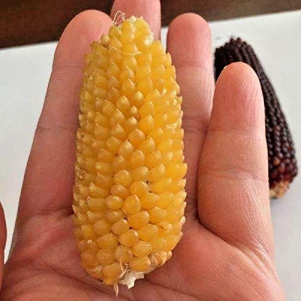 Premium 'Mini Yellow' Strawberry Corn Seeds (Zea mays var. everta) – Elite Miniature Heirloom Ornamental & Popping Grain (50+ Count)