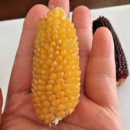 Premium 'Mini Yellow' Strawberry Corn Seeds (Zea mays var. everta) – Elite Miniature Heirloom Ornamental & Popping Grain (50+ Count)