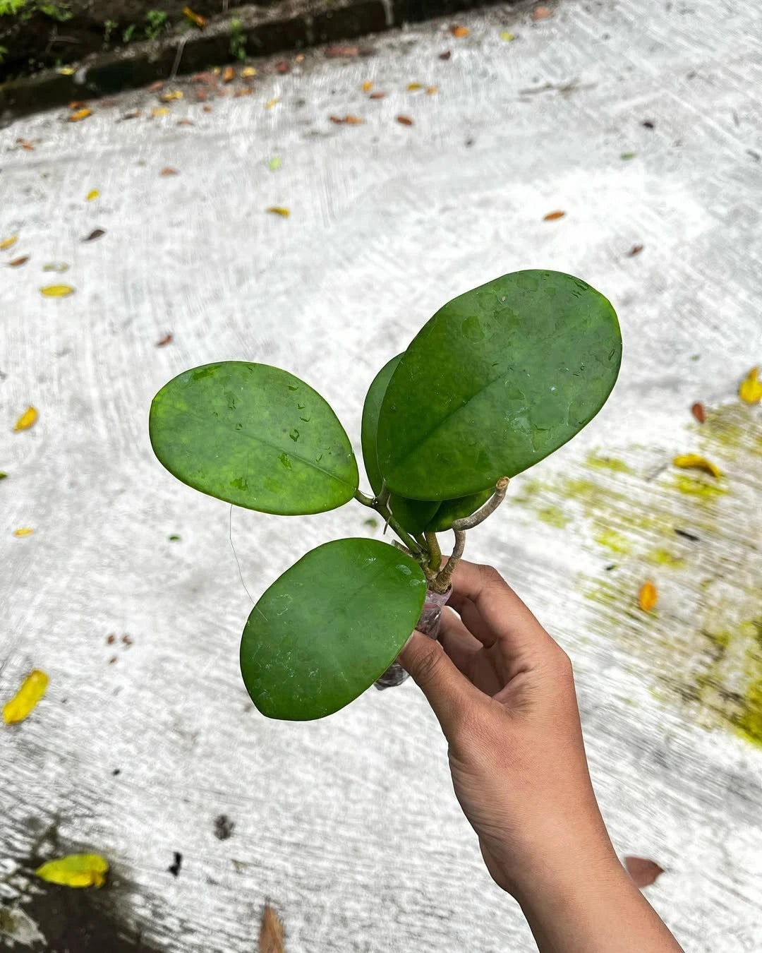 Hoya Excavata Sp Sulawesi Rare Tropical Wax Plant (Hoya excavata / Sulawesi Selection) – Premium Exotic Epiphytic Vine Plant Seeds & Cuttings for Planting