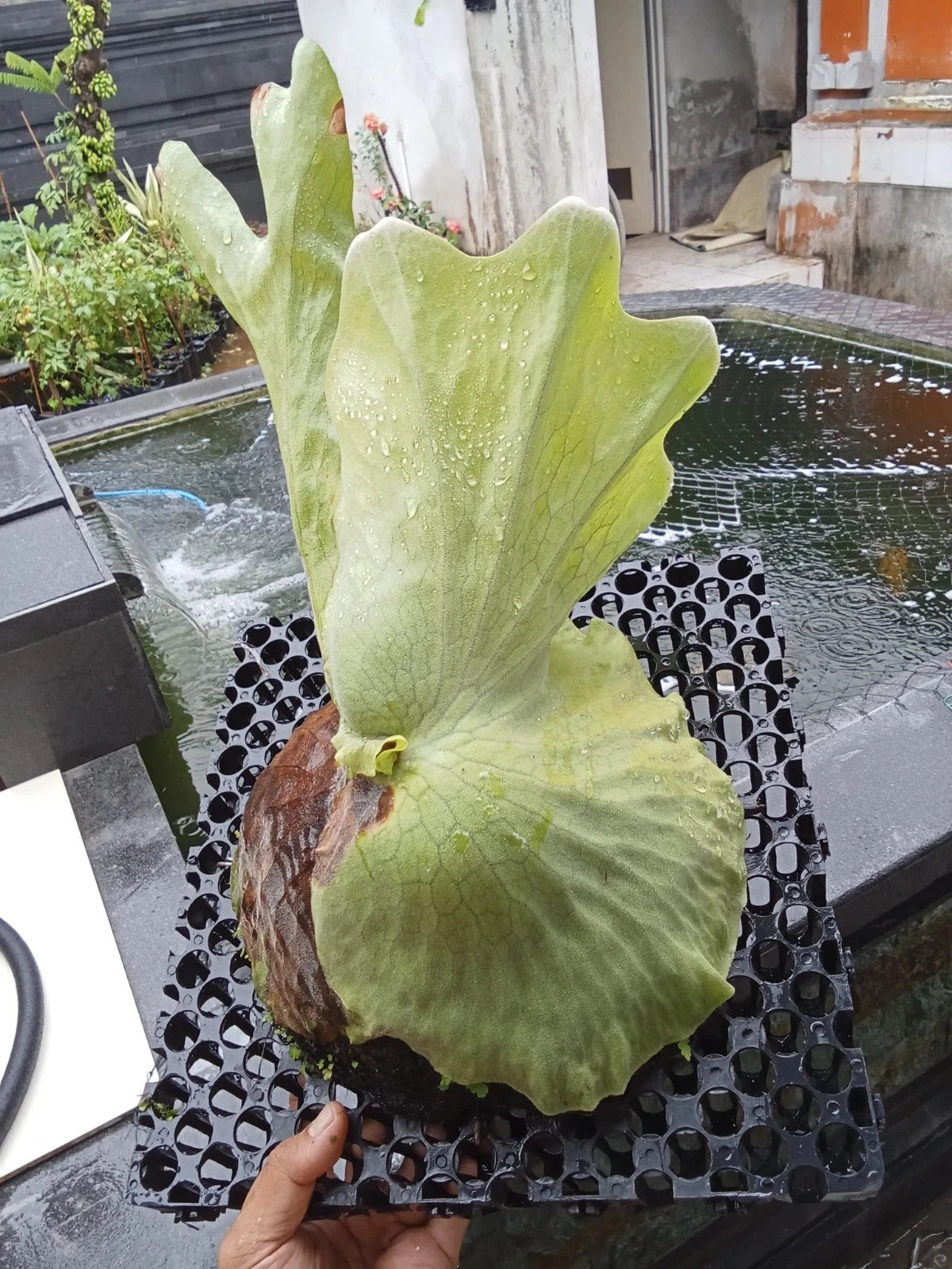 Platycerium Grande Rare Exotic Fern – Premium Tropical Indoor & Outdoor Plant