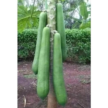 150+ Kingsland Papaya Seeds (Carica papaya var. 'Kingsland') – Premium Sweet Commercial Tropical Fruit Tree Seeds for Planting