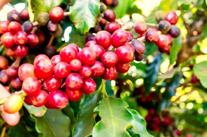 Pacamara Coffee Seeds (Coffea arabica 'Pacamara') – 1000+ Premium Rare Giant-Bean Specialty Coffee Seeds