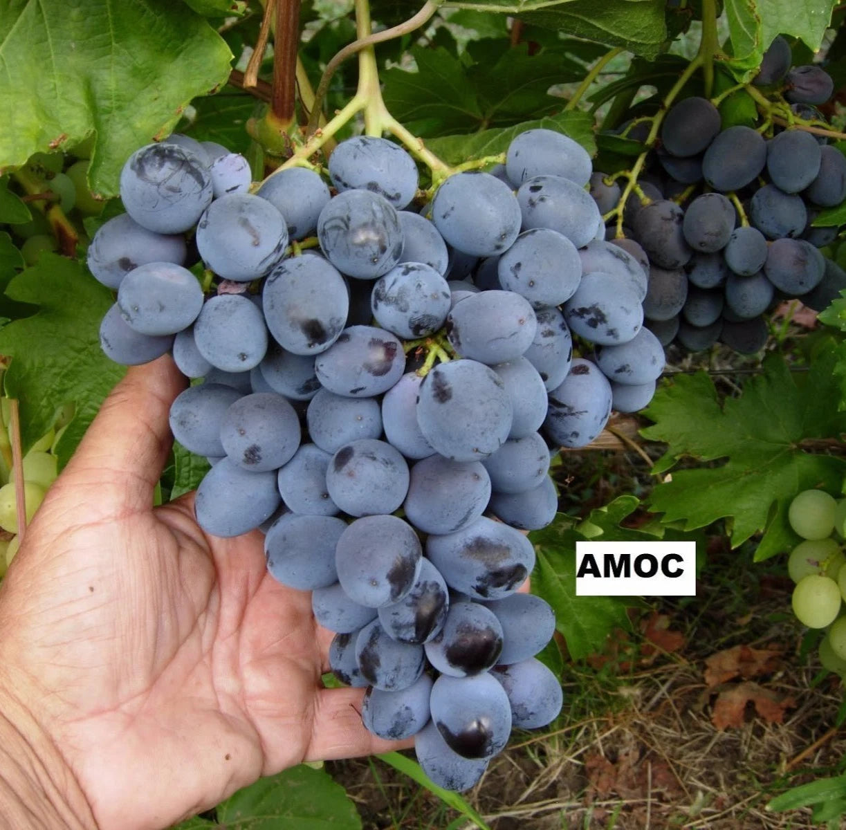 Amos Grape Seeds (Vitis vinifera / 100+ Premium Sweet Amos Table Grapevine Fruit Seeds) – Premium Exotic Botanical Specimen Plant Seeds for Planting