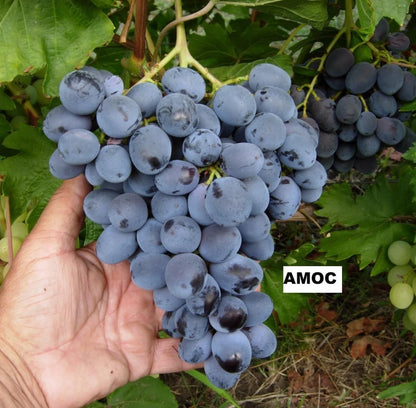 Amos Grape Seeds (Vitis vinifera / 100+ Premium Sweet Amos Table Grapevine Fruit Seeds) – Premium Exotic Botanical Specimen Plant Seeds for Planting