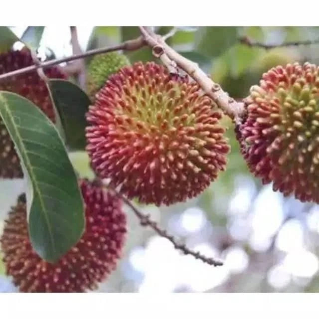 Grafted Rambutan Rapiah Seedling – Premium Tropical Fruit Tree