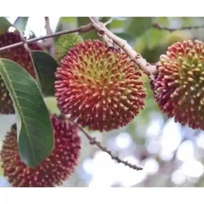 Grafted Rambutan Rapiah Seedling – Premium Tropical Fruit Tree