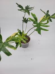Philodendron Java Beauty Variegated | Rare Variegated Philodendron | Tropical Indoor Houseplant