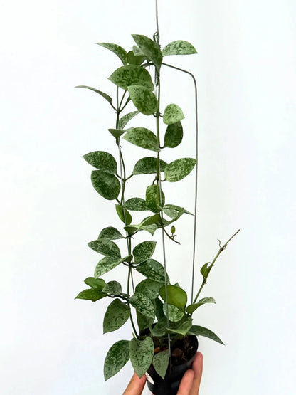 Hoya Lacunosa Gayung – Rare Tropical Indoor Outdoor Wax Plant Certified Live Specimen for Planting