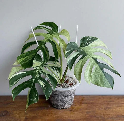 Monstera ‘Jungle Mint’ Variegated | Big Size Mature Plant | Real Picture | Rare Collector Aroid