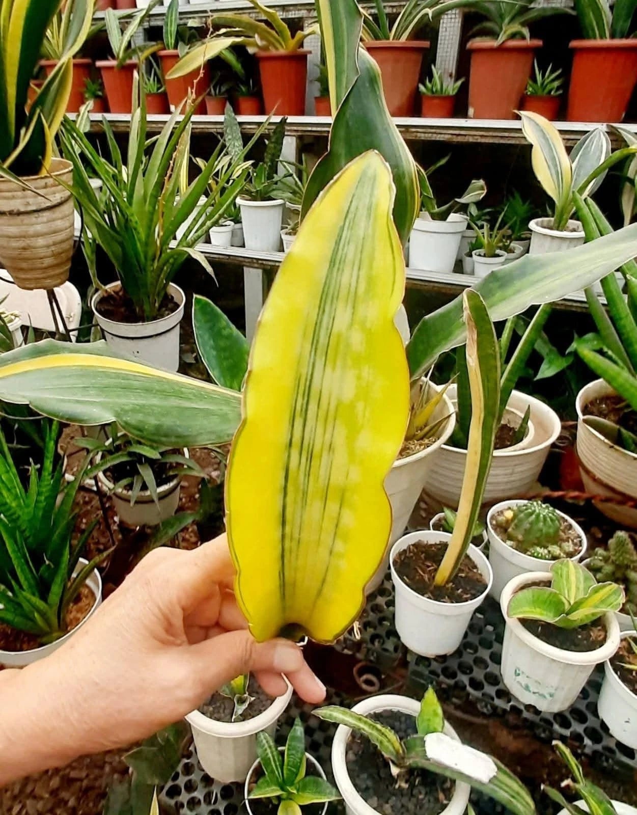 Sansevieria 'Dragon King' Variegated Yellow - Rare Sculptural Specimen