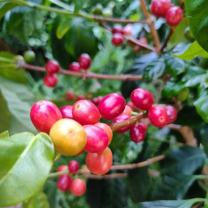 Kintamani Coffee Seeds (Coffea arabica var. Kintamani) – Premium Certified High-Yield Specialty Balinese Gourmet Coffee Bean Seeds for Planting (120 Pcs)