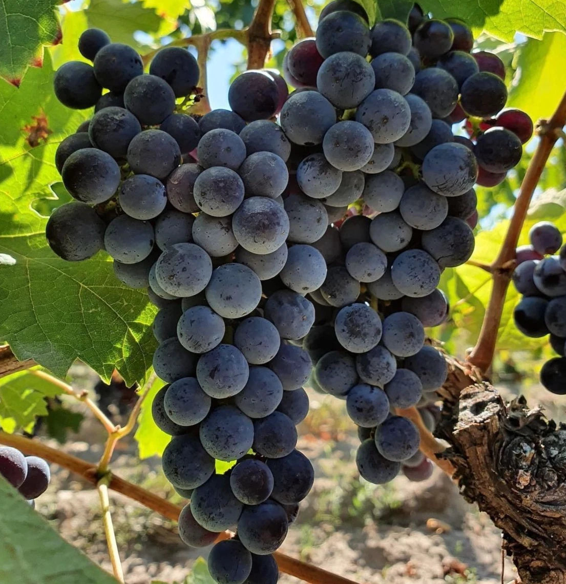 Concord Grape Seeds (Vitis labrusca / 100+ Premium Hardy American Table & Juice Grape Seeds) – Premium Exotic Botanical Specimen Plant Seeds for Planting