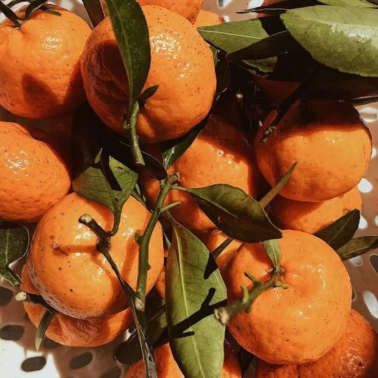 Amanatsu Orange Seeds (Citrus natsudaidai) – 100+ Premium Summer Citrus Seed