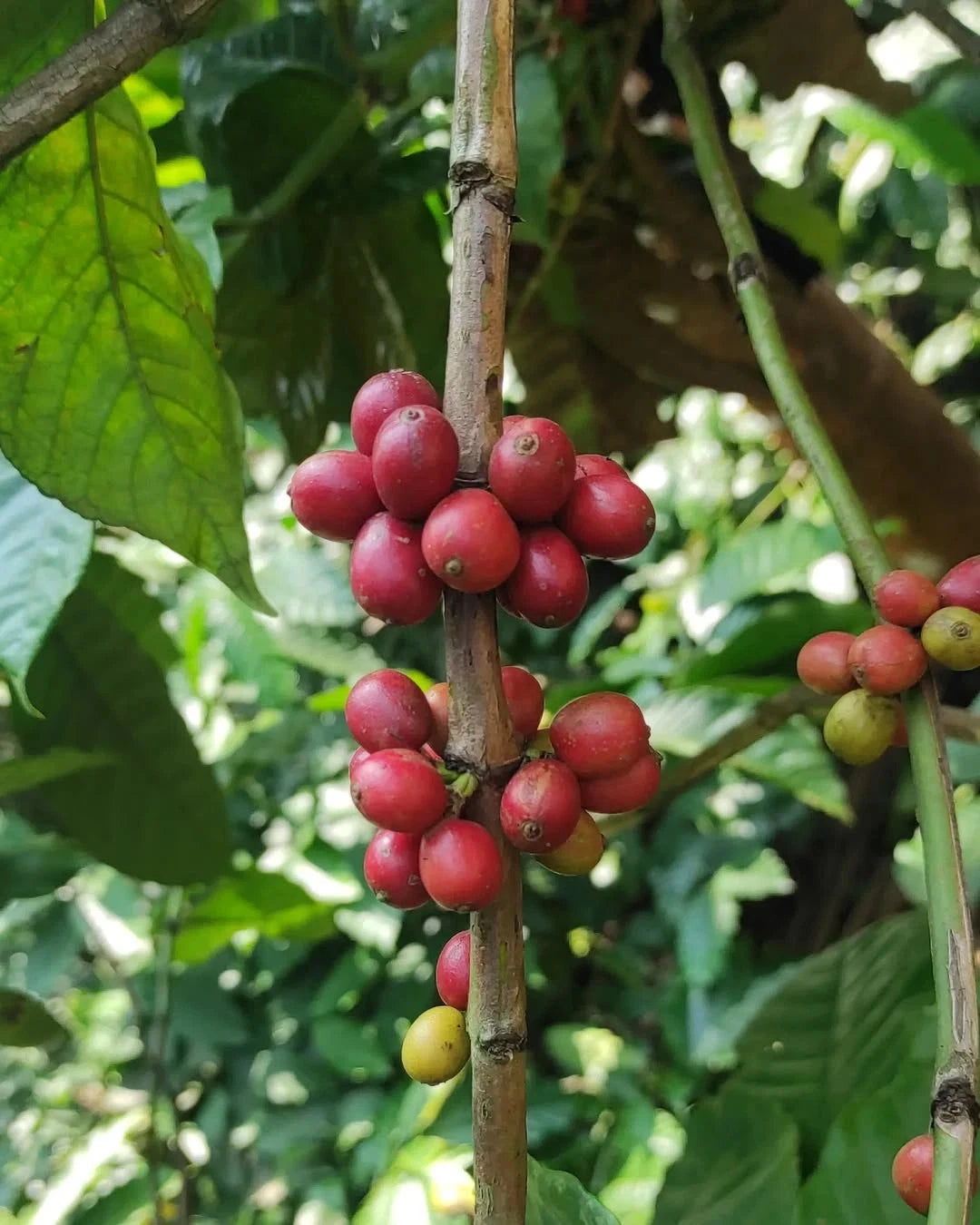 Sinduro Sumbing Coffee Seeds (Coffea arabica / canephora) – Rare Central Java Highland Specialty Coffee Beans for Planting and Cultivation