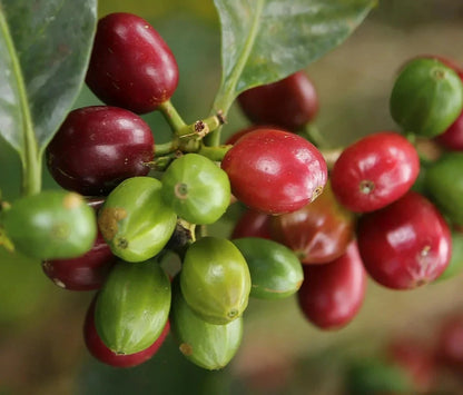 Nyasaland Coffee Seeds (Coffea arabica var. Nyasaland / Malawi) – Rare African Heirloom Specialty Coffee Beans for Planting and Cultivation