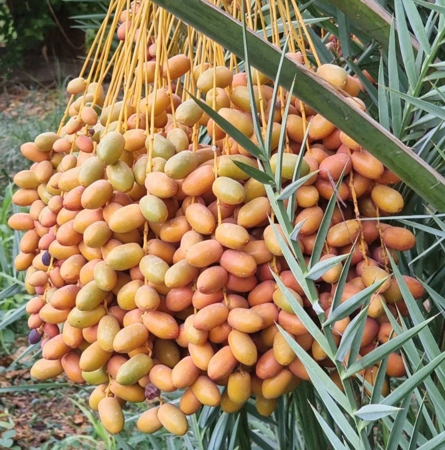 Fard Date Palm Seeds (Phoenix dactylifera) – 35+ Premium Fard Sweet Date Seeds